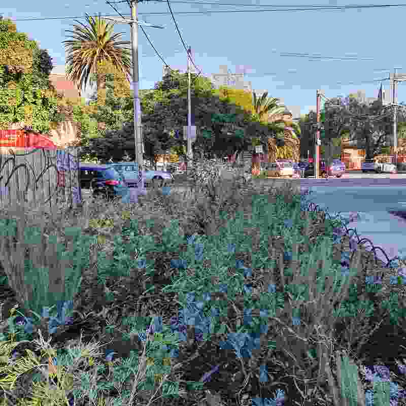 Developed in partnership with the City of Port Phillip, the Bothwell Street Woody Meadow turned an unloved space into a cared-for local feature.