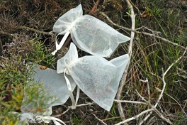 Saving seeds: Conserving our natural heritage