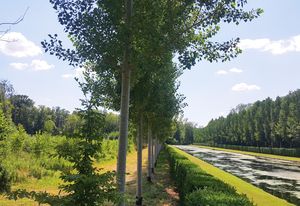 New forest and palisade along the Grand Canal at the Château de Courances in France, with hedge, lawn, tree row and gridded forest beyond.