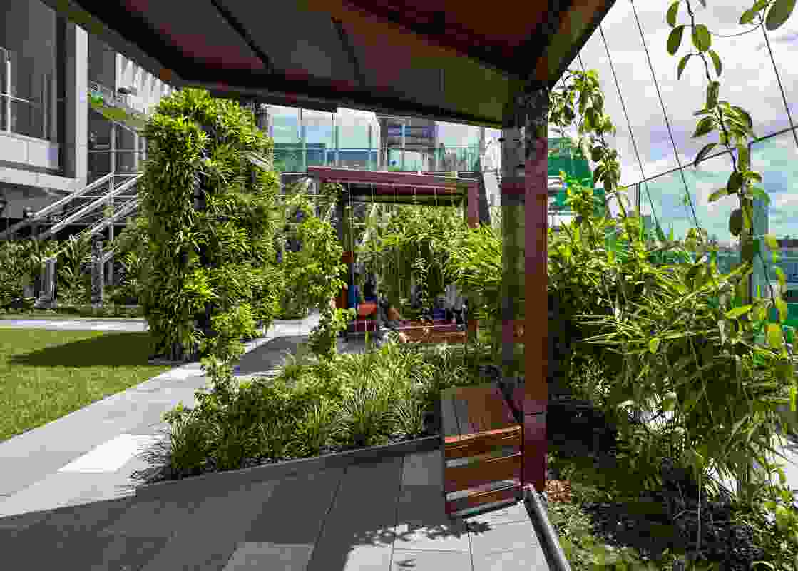 Bench seats in the Lady Cilento Children’s Hospital “secret garden” are surrounded by lush tropical vegetation.