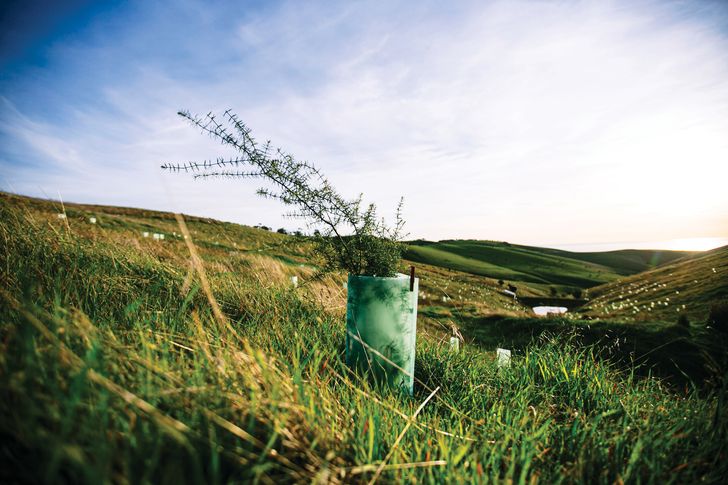 Tens of thousands of native trees and shrubs are being planted at Forktree to bring back native fauna and sequester carbon.