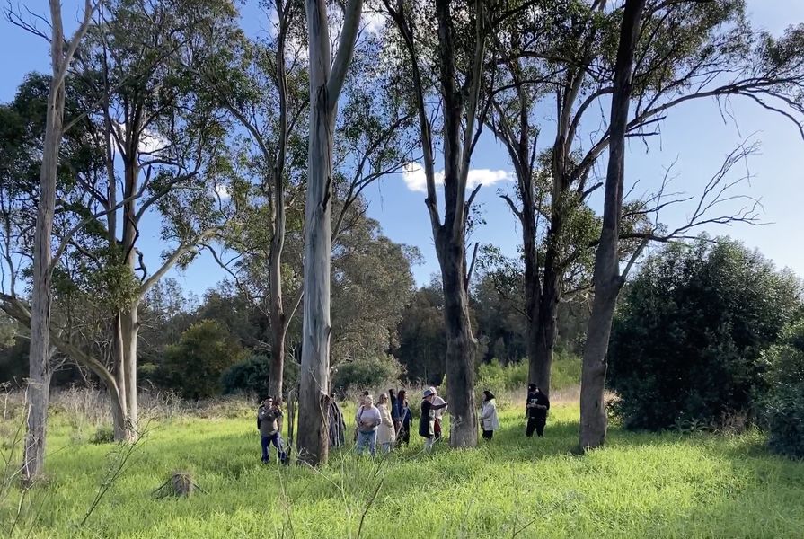 Elders, including Aunty Jacinta Tobin, lead a group out on Country where, as if guided by Ancestors, they discovered three scar trees.