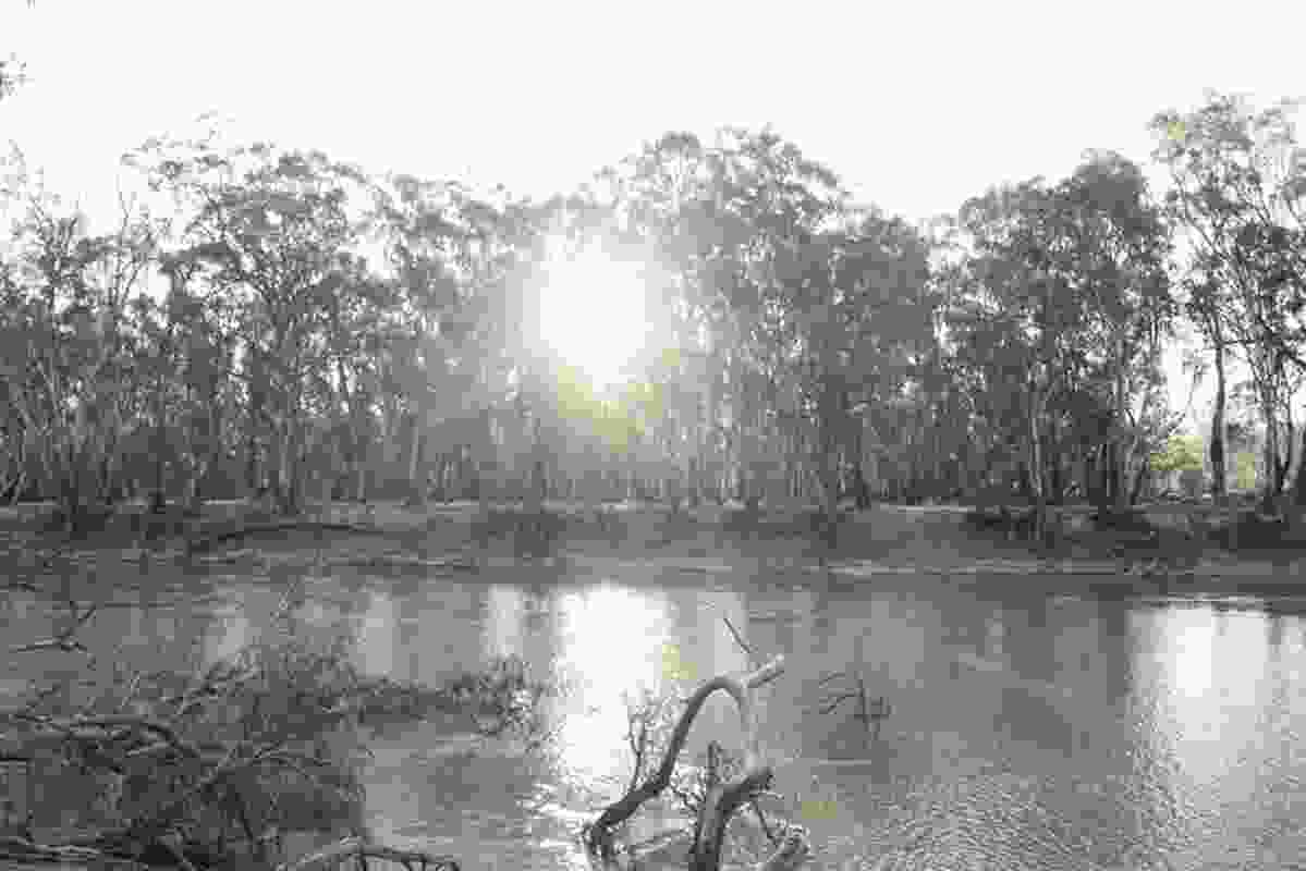 Ring trees were often made from river red gums around the Murray River.