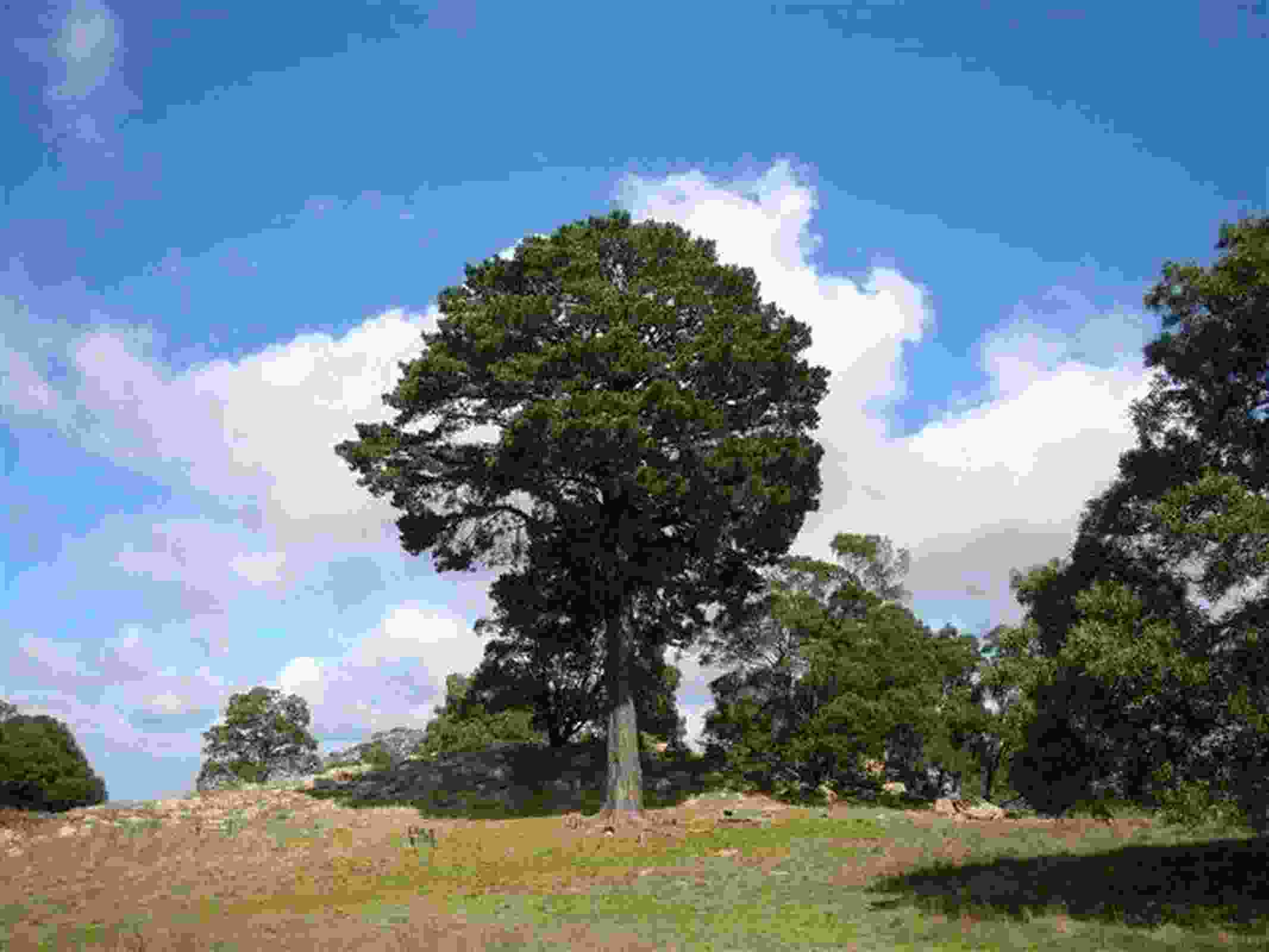 Nominations open: 2019 Victorian Tree of the Year contest | Landscape ...