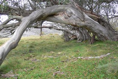 A stand of ancient, bowed snow gums.
