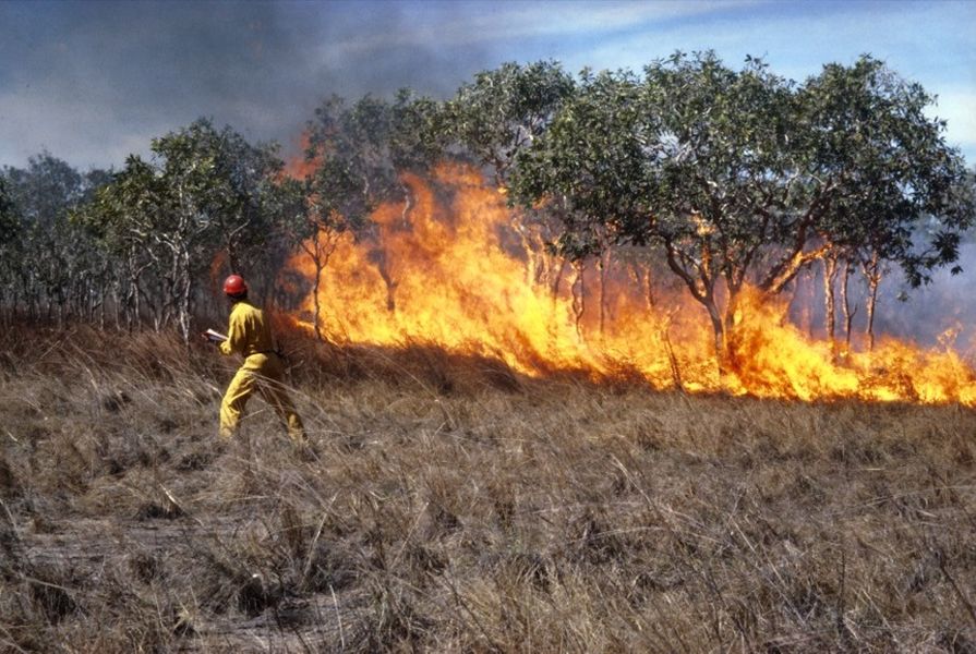 CSIRO fire researcher with experimental grass fire.