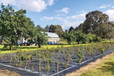 To determine which characteristics help plants thrive after coppicing, the Woody Meadows team evaluated 77 different Australian shrubs and small trees in a trial at Burnley.