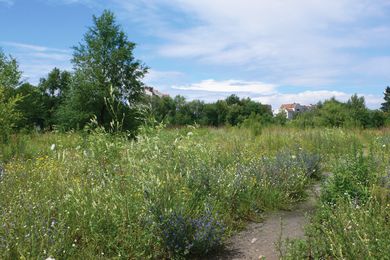 A wild mix of plants flourishes along a stretch of the former Berlin Wall that has since been paved over for a housing project.