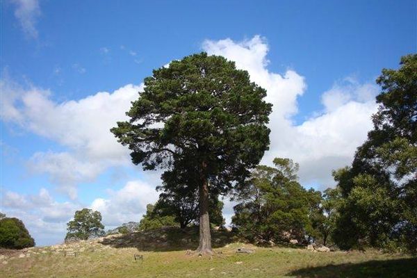 The "Lollipop Tree" at Mount Beckworth Scenic Reserve.