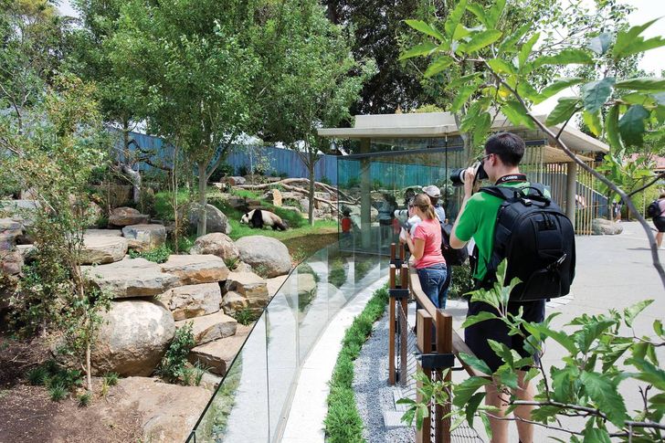 Giant Pandas Architectureau Giant Pandas Architectureau