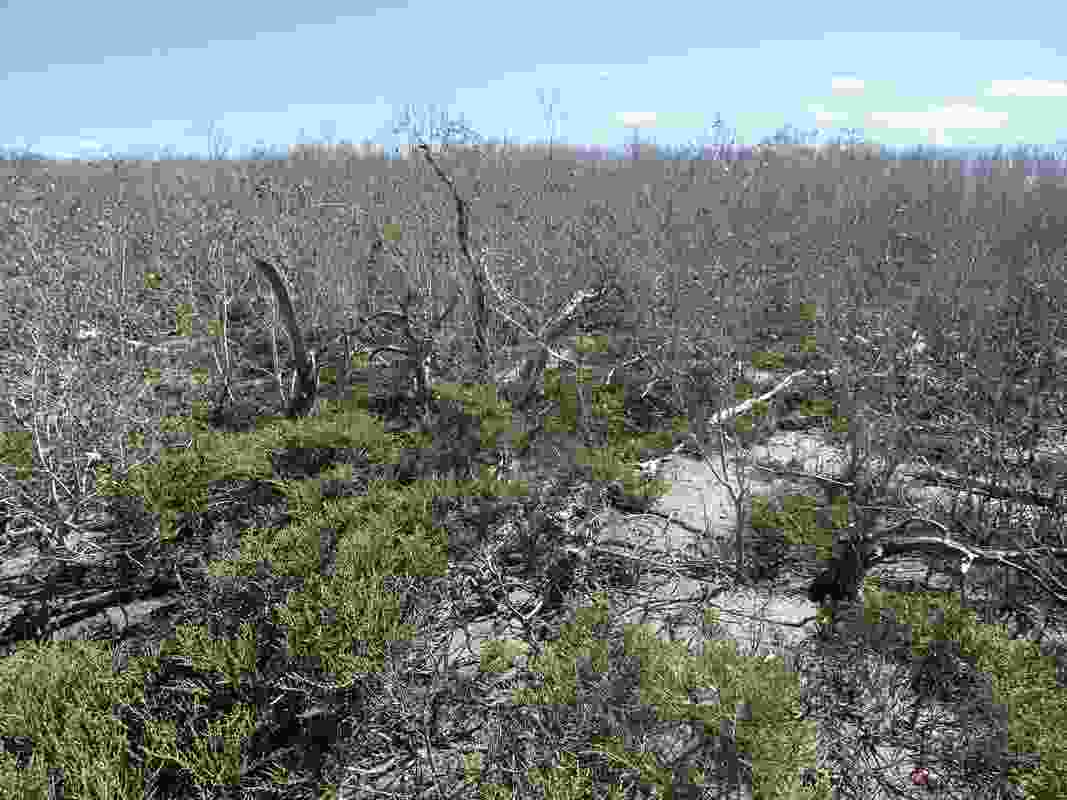 The mangrove dieback coincided with an unusually lengthy period of severe drought, unprecedented high temperatures and a temporary drop in sea level.