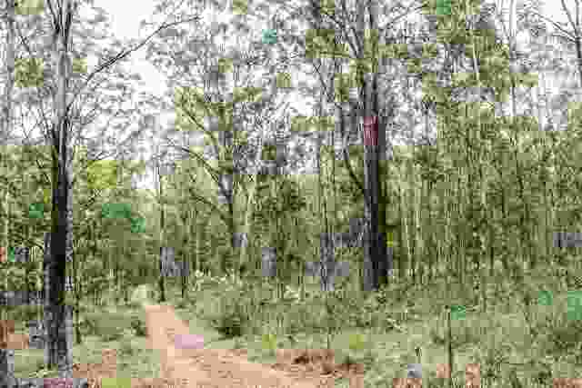 The biodiversity of somewhere like Cumberland Plain Woodland, with its understorey of native grasses and shrubs, cannot simply be re-created elsewhere .