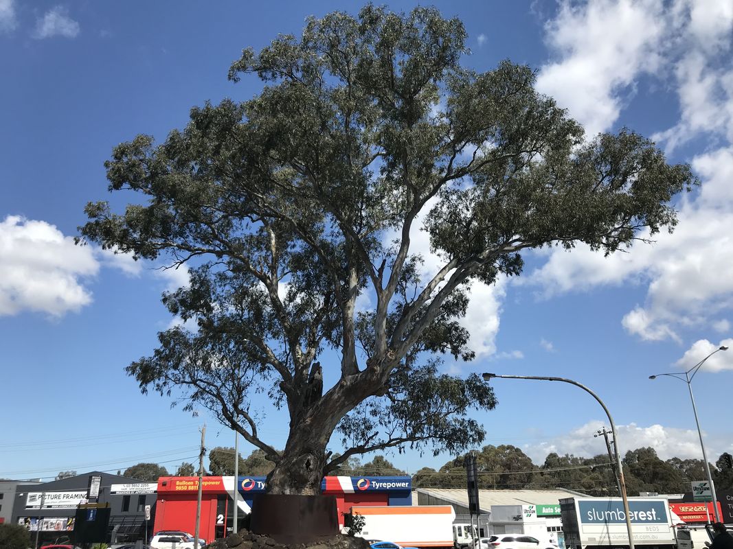2019 Victorian Tree of the Year announced Landscape Australia