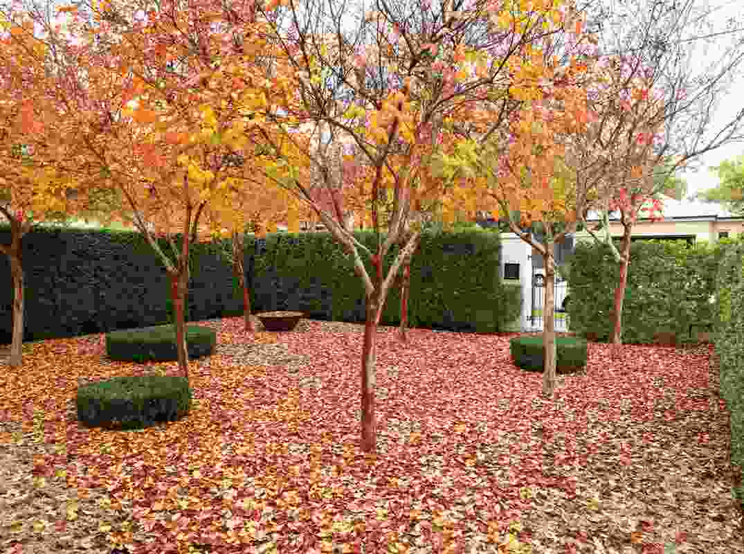 Autumn in the front entrance of the north Adelaide villa garden.