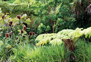 Understorey plantings on the southern slopes of Barangaroo Reserve.