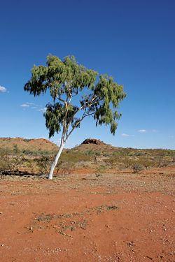 Landscape south of Mt Isa.